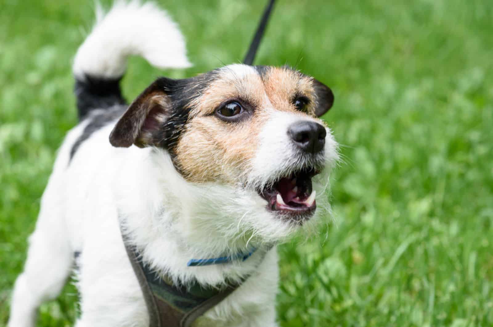 cute dog barking in the park