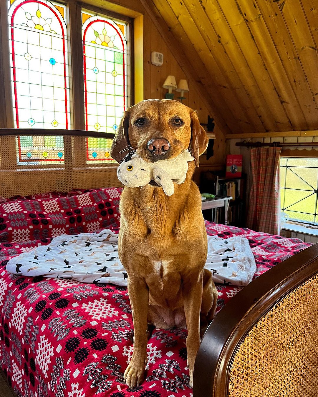 cute dog holding a toy on the bed