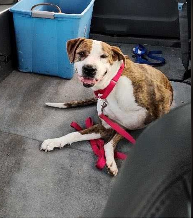 cute dog in a van