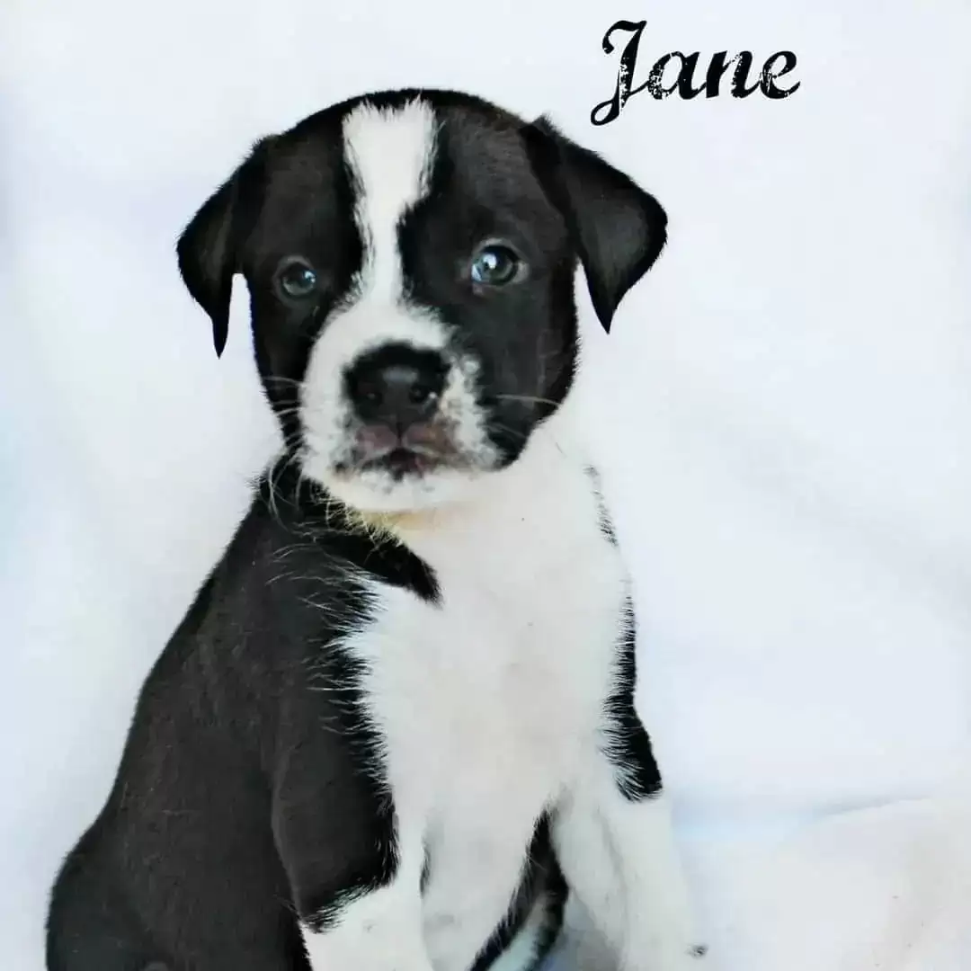 cute dog Jane