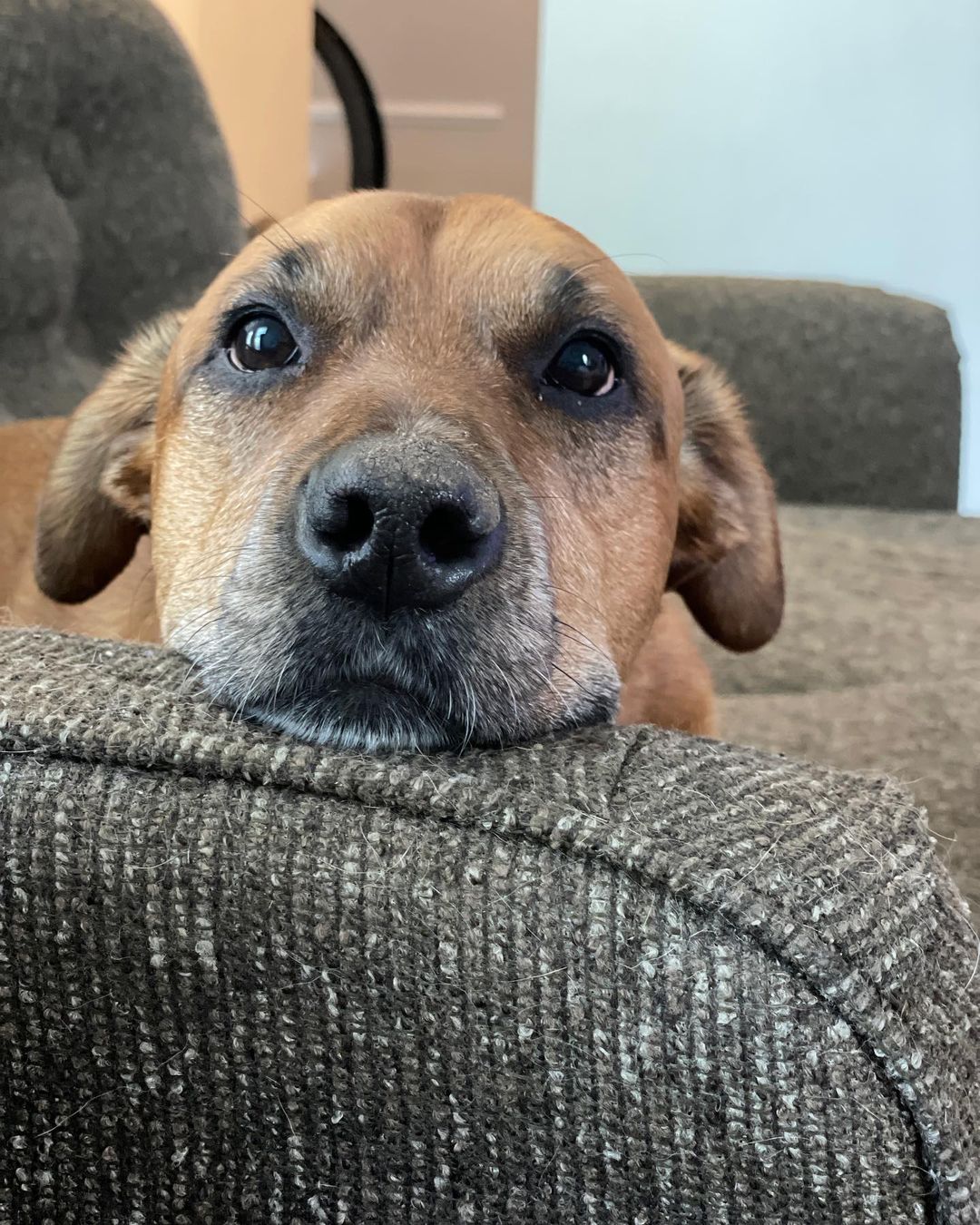 cute dog laying down on the couch