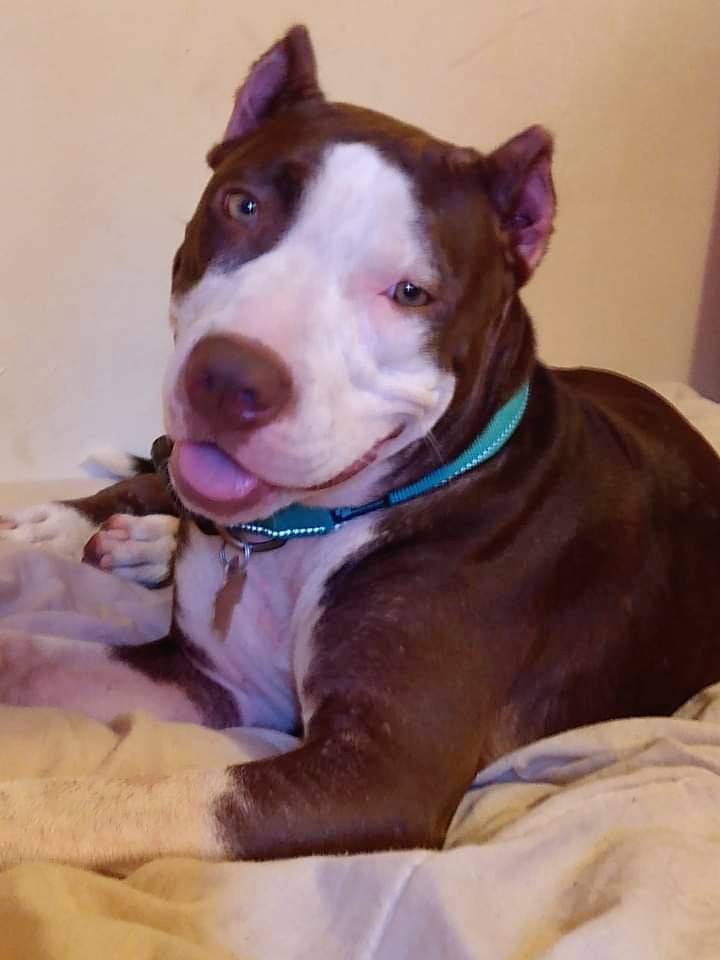 cute dog laying in the house