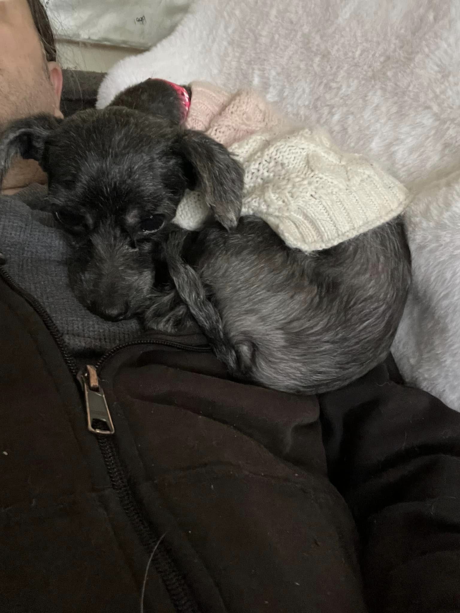 cute dog laying on man's shoulder