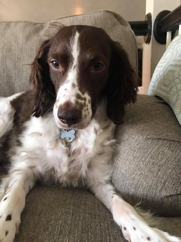 cute dog laying on the couch