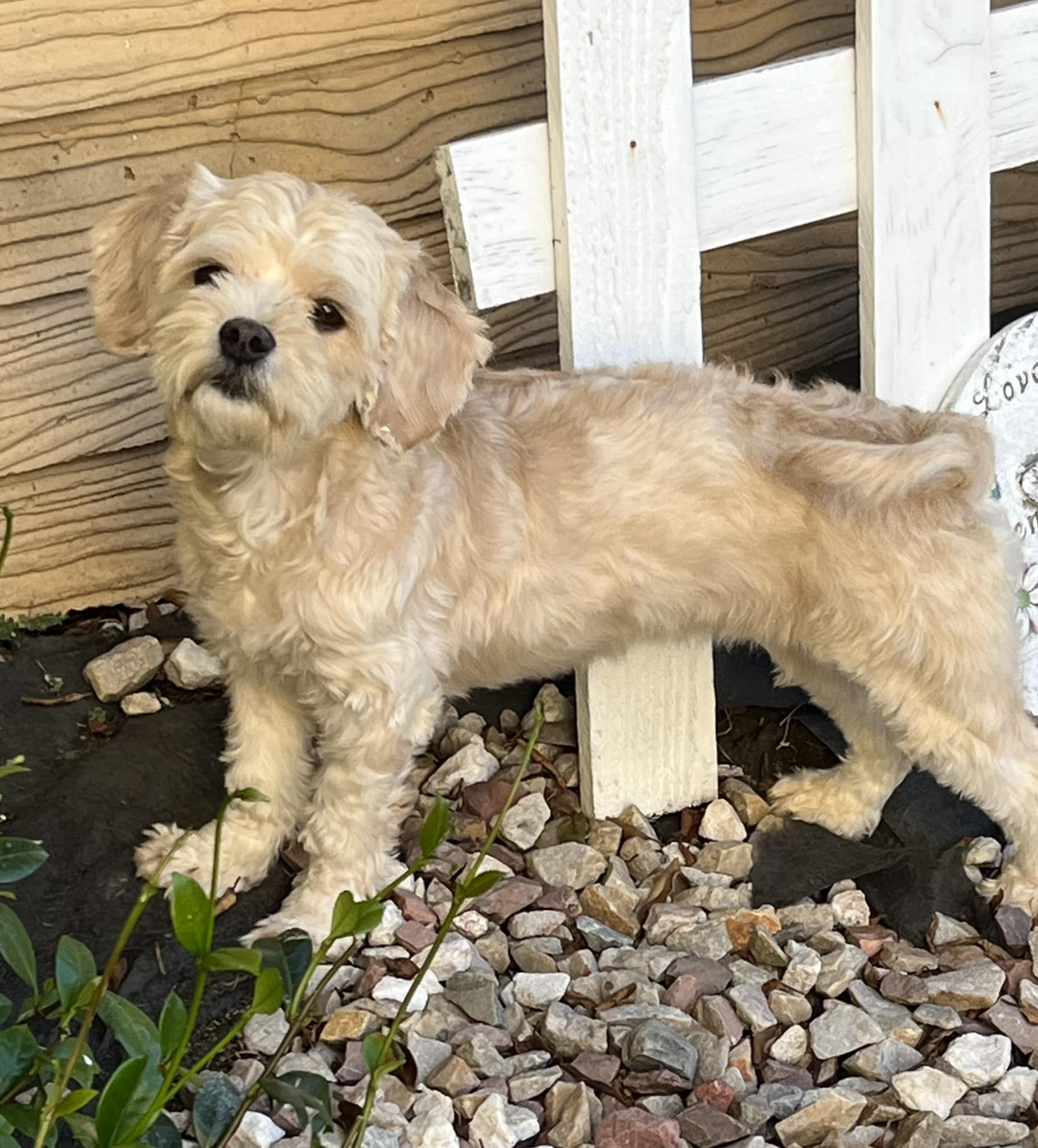 cute dog near fence