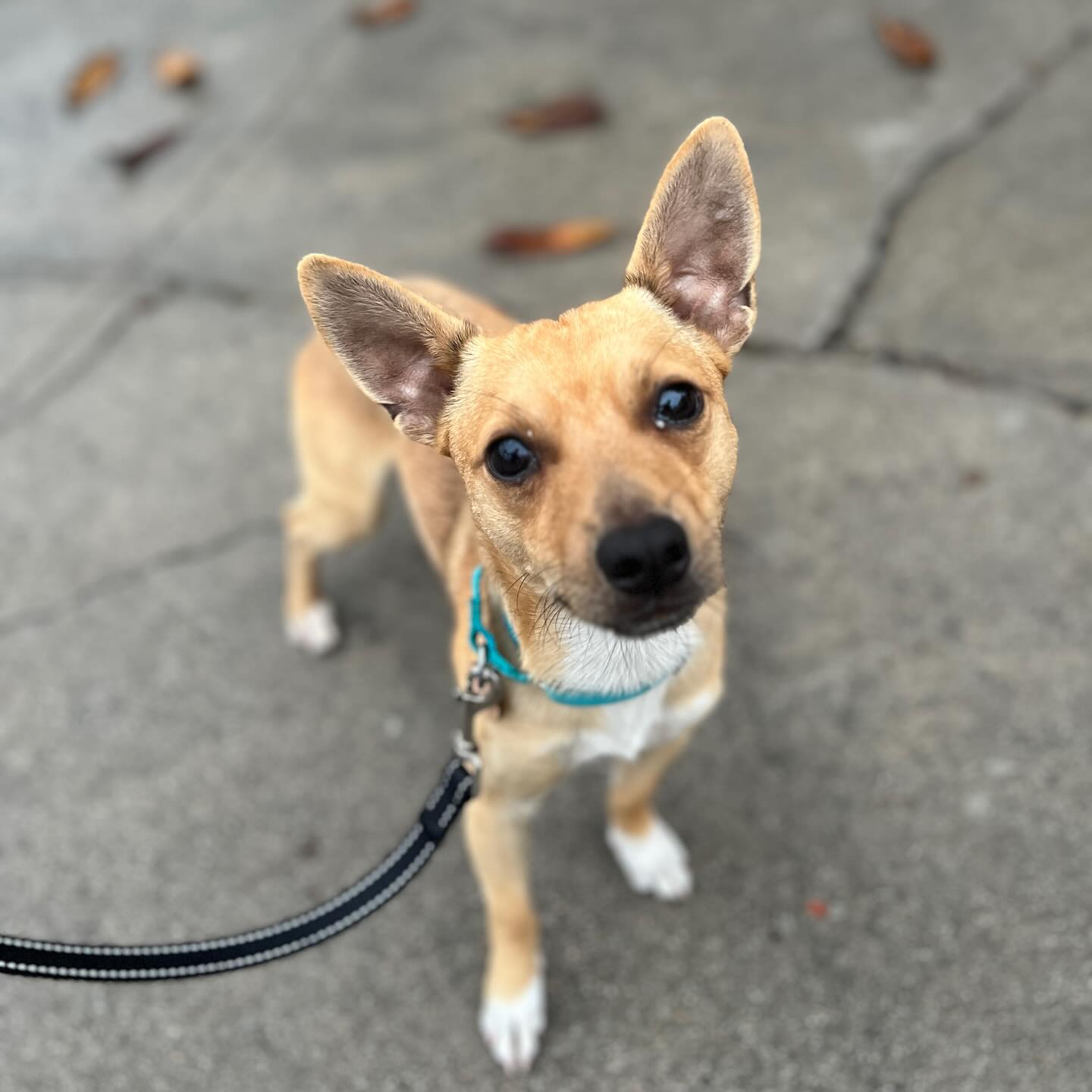 Cute dog on a leash