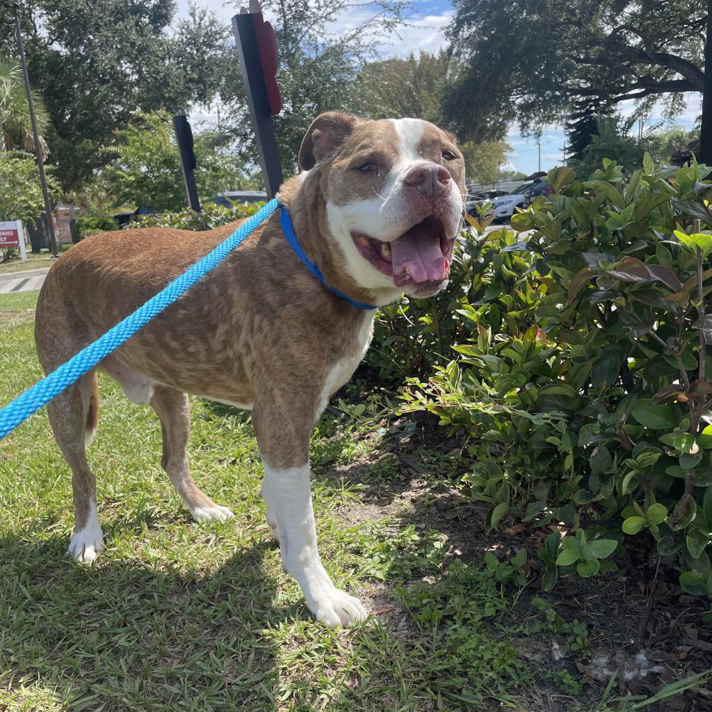 cute dog on a leash standing next to bushes