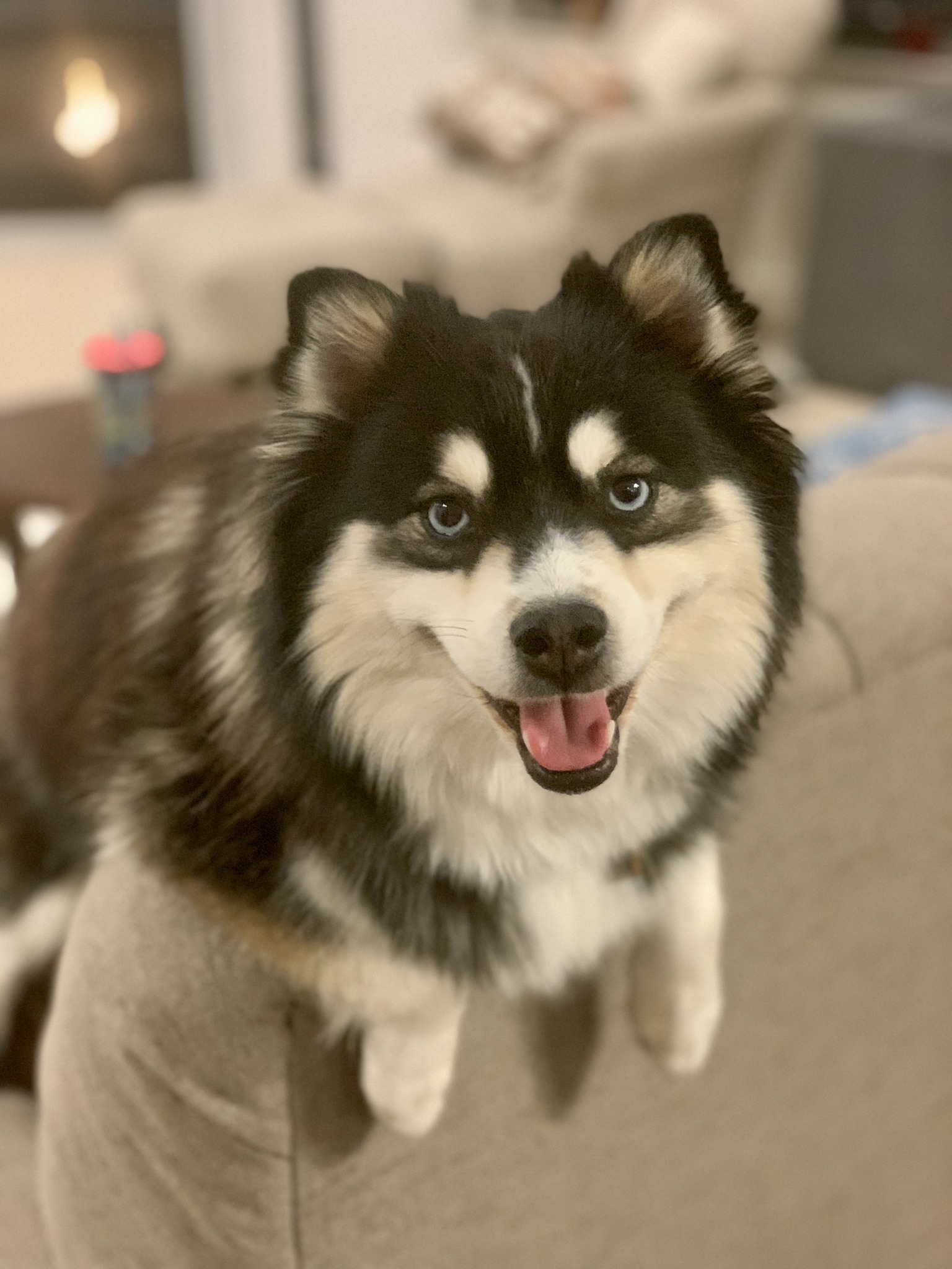 cute dog on couch