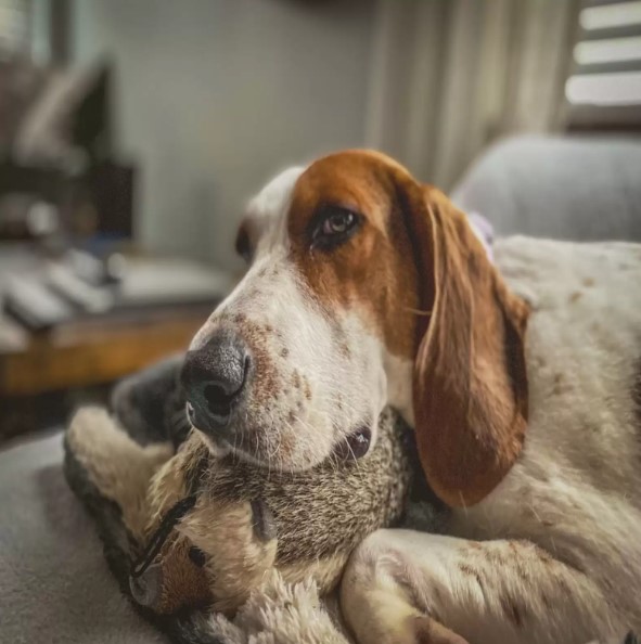 cute dog on the couch