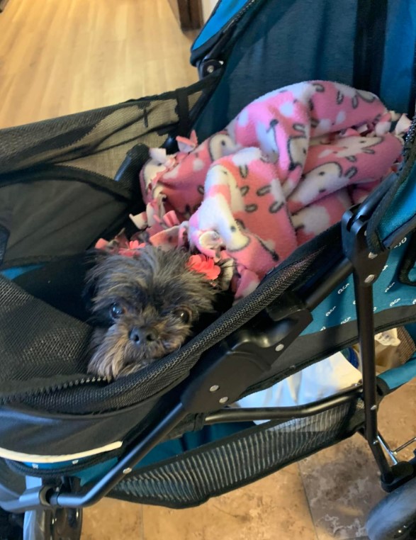 cute dog peeking out of the stroller