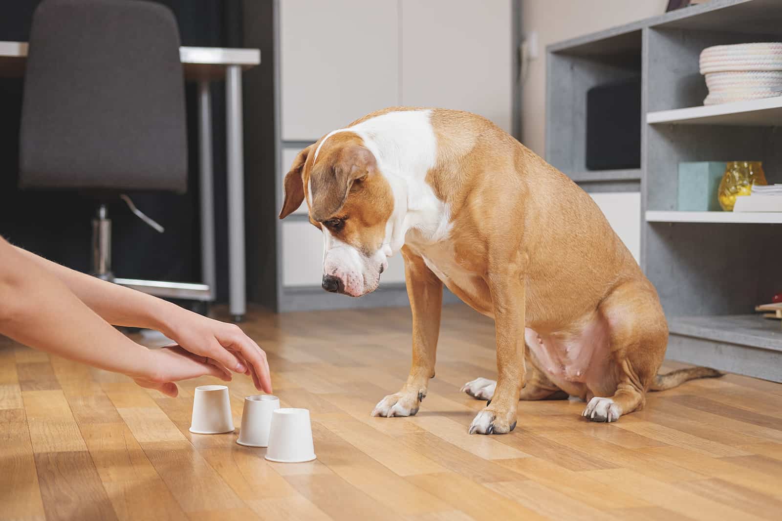 cute dog playing the shell game with his owner