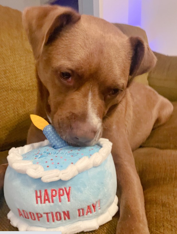 cute dog resting his head on the cake