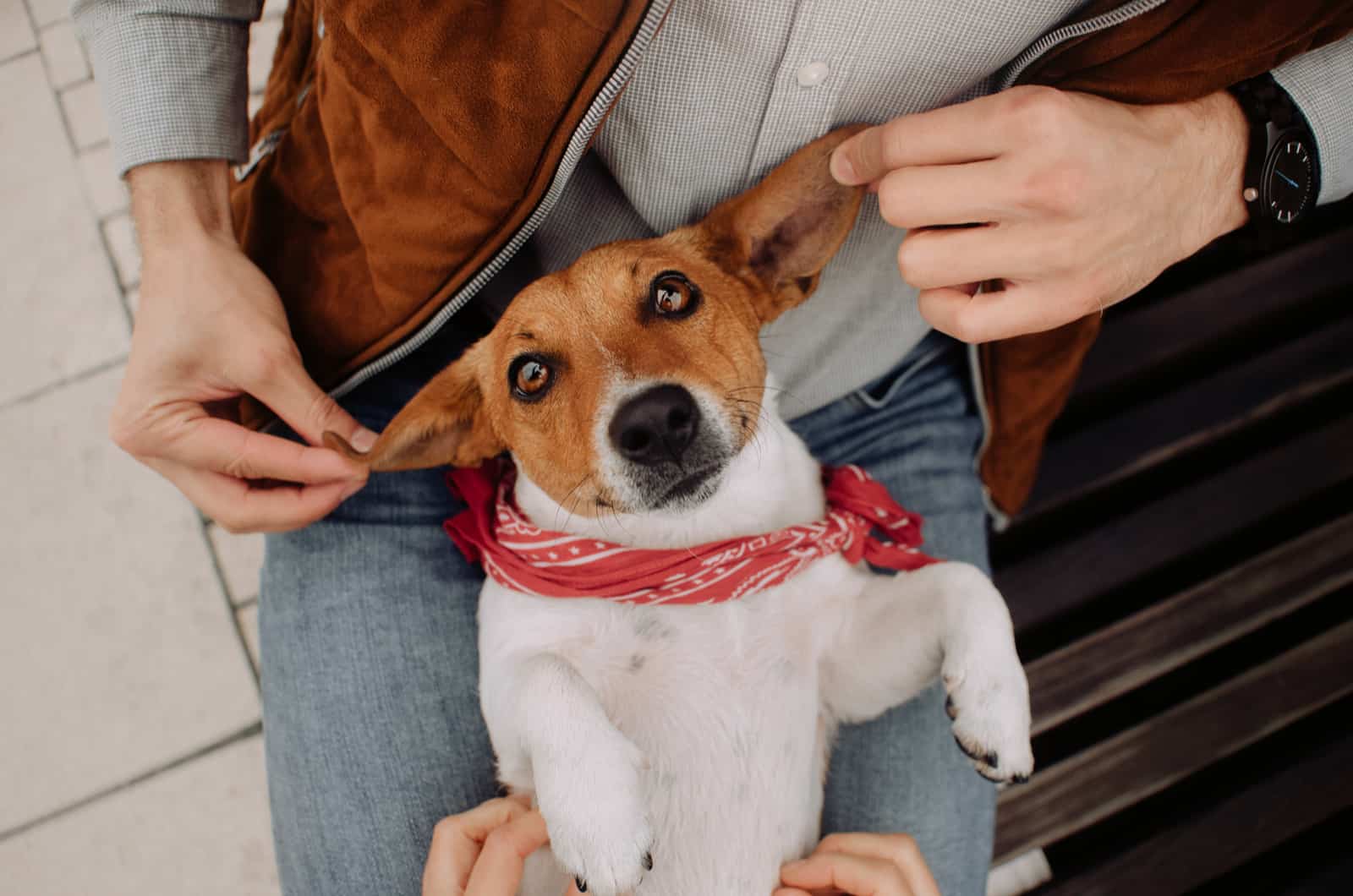 cute dog sitting in lap