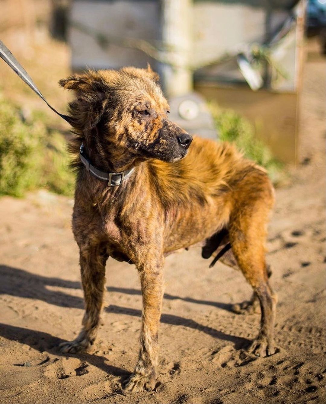 cute dog standing on a sand