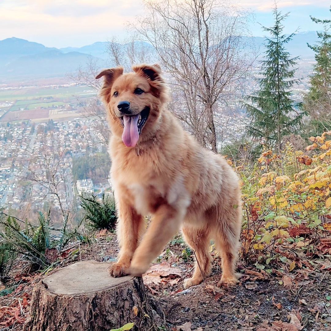 cute dog standing on seesight