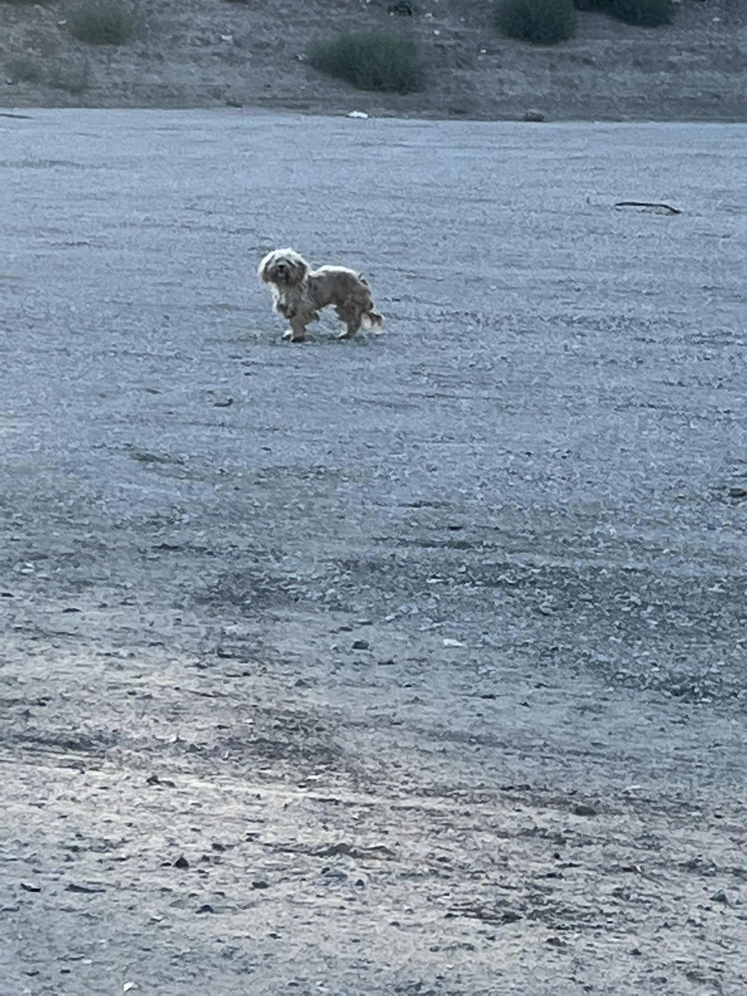 cute dog standing on shore