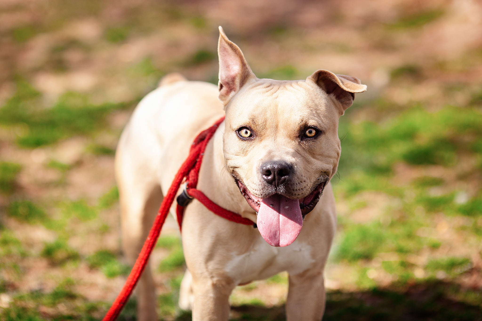 cute dog with his tongue out standing outside