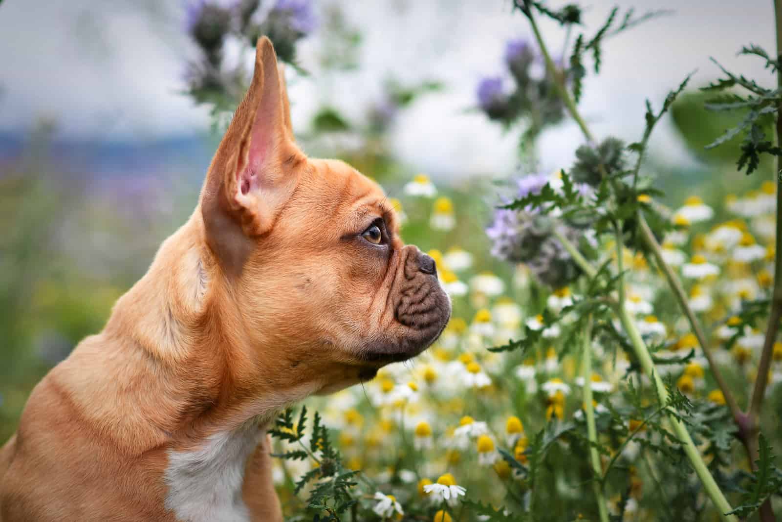 cute dog stares into space