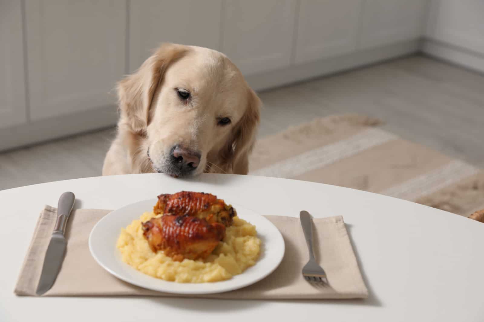 Cute dog trying to steal owner's food from table in kitchen