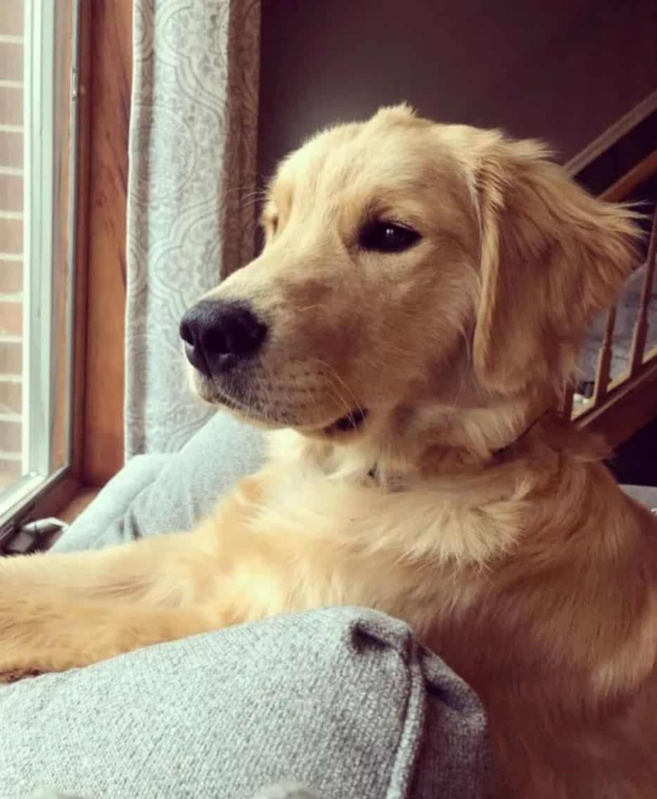 Cute dog watching trough window