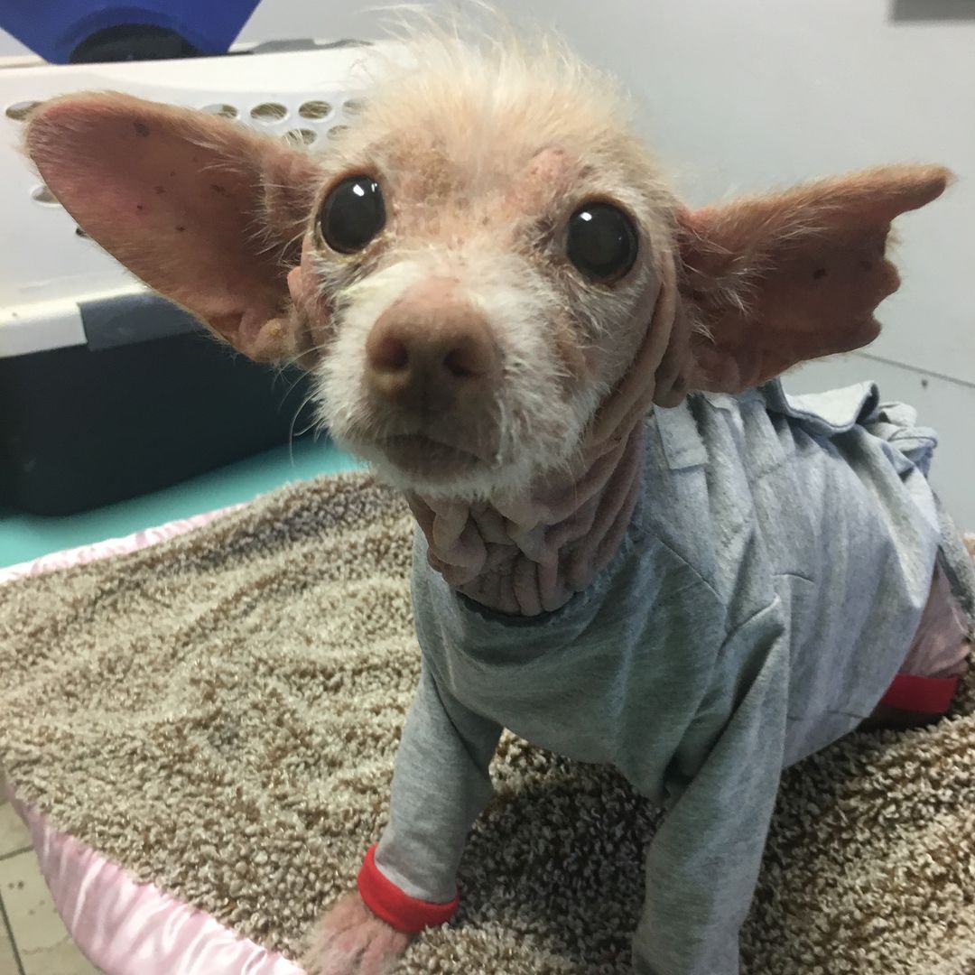 cute dog wearing shirt