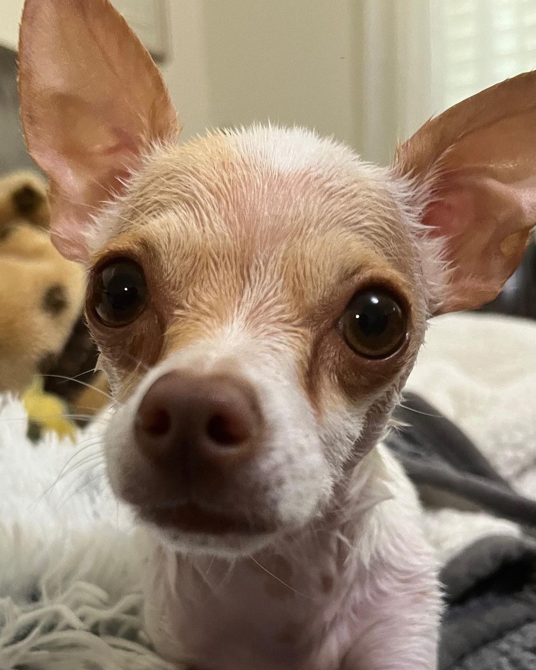 cute dog with big eyes