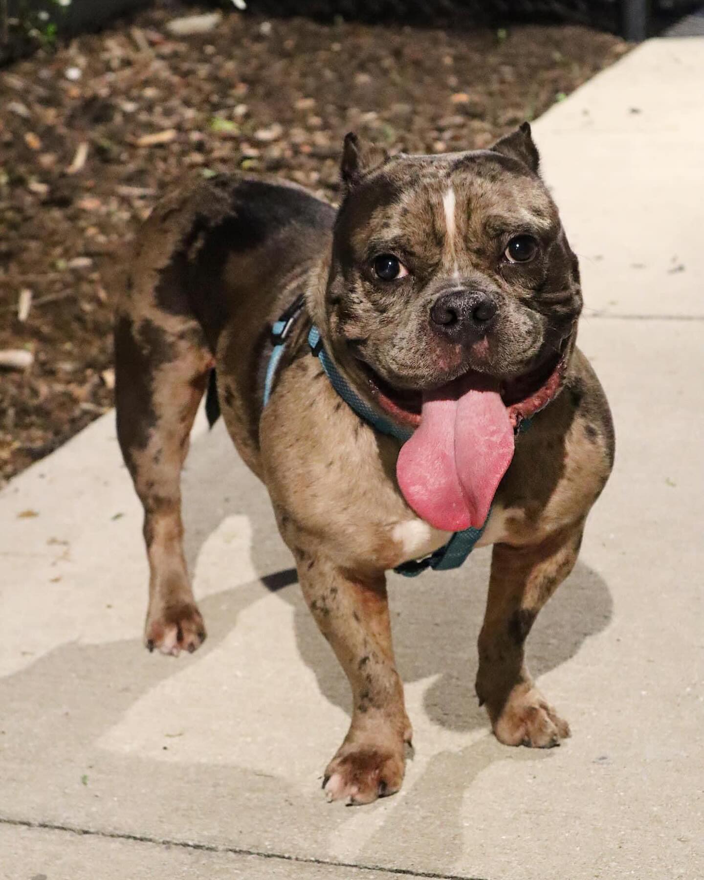 Cute dog with big tongue