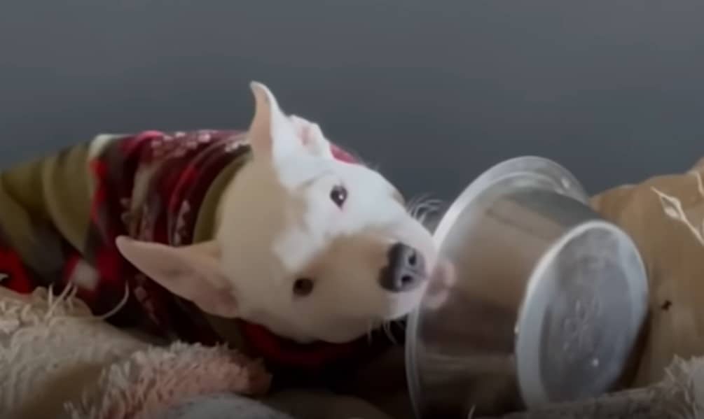 cute dog with bunny ears licks the plate