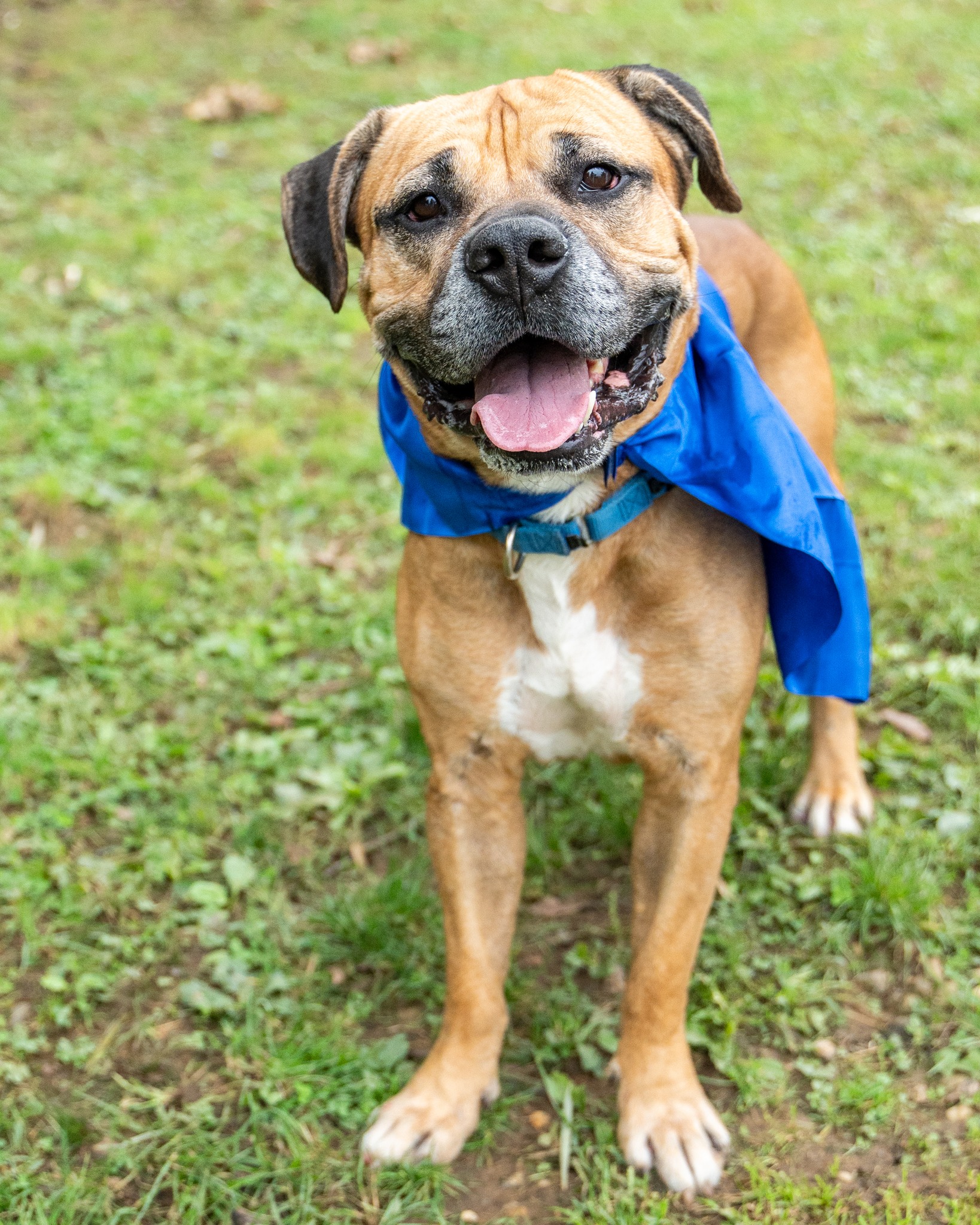 cute dog with blue cape