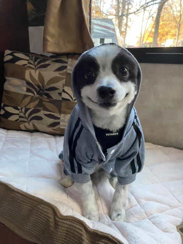 cute dog with clothes