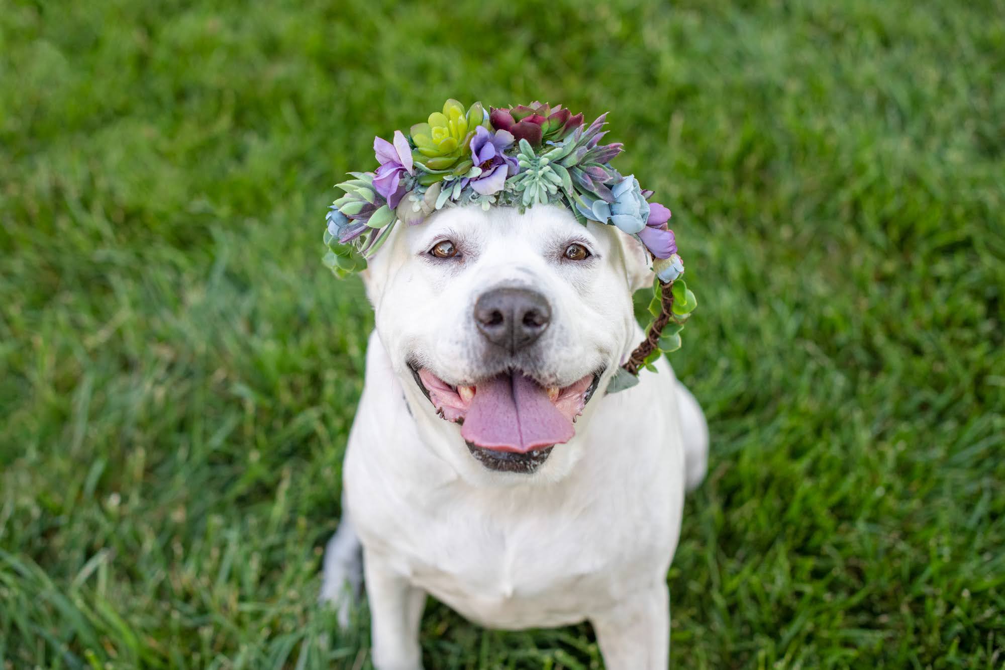 cute dog with flower crown on head