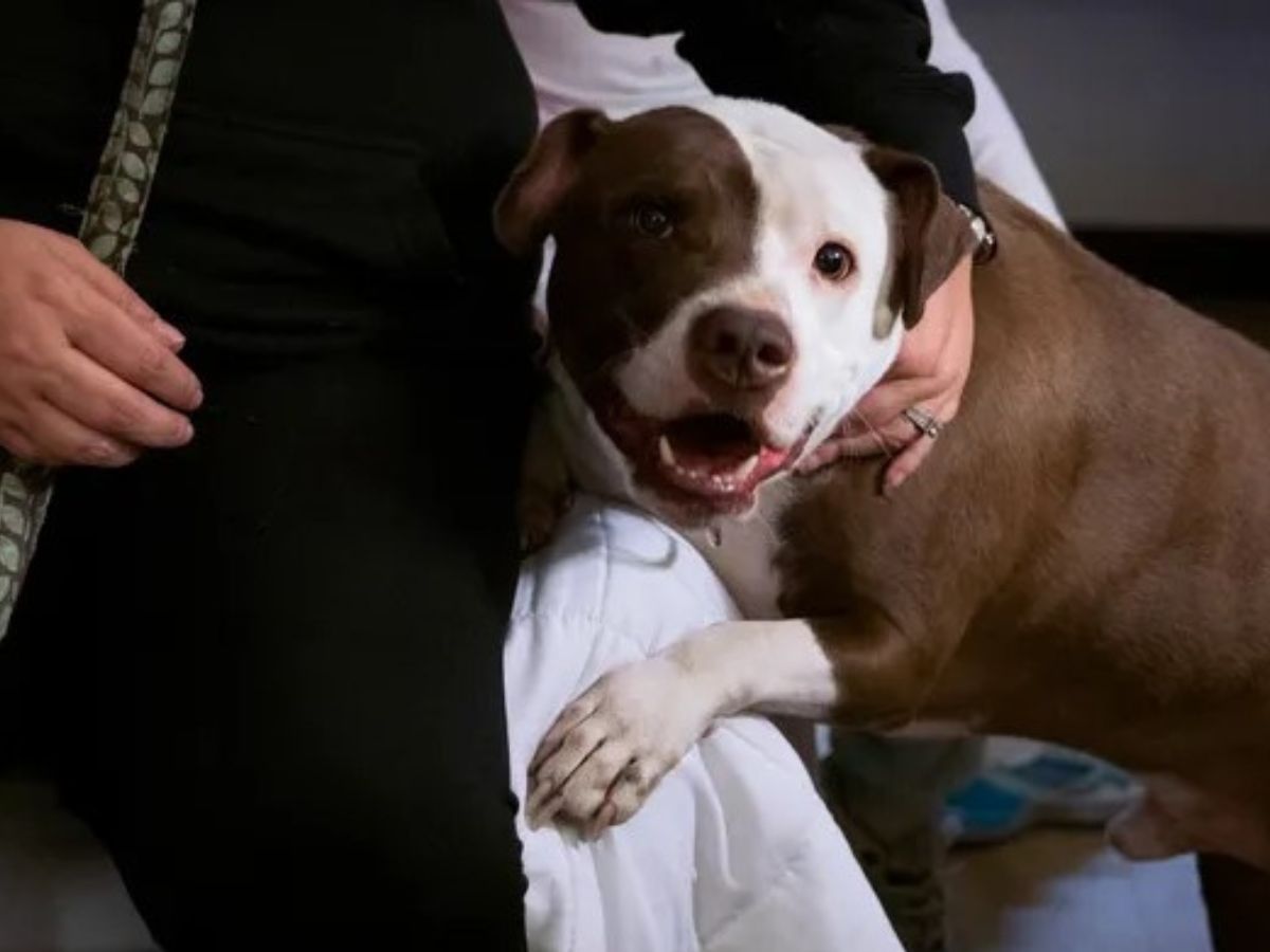 cute dog with owner