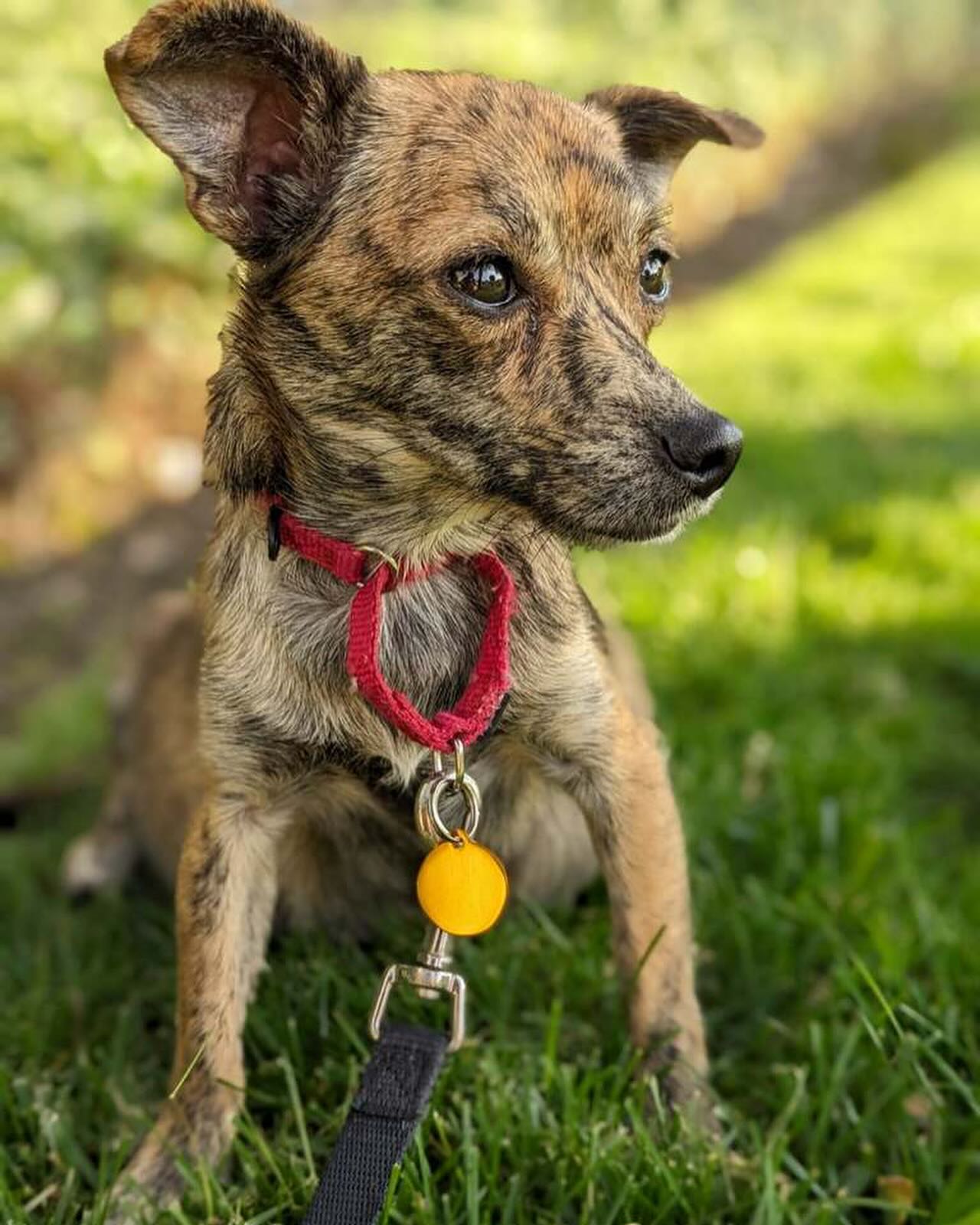 cute dog with red necklace