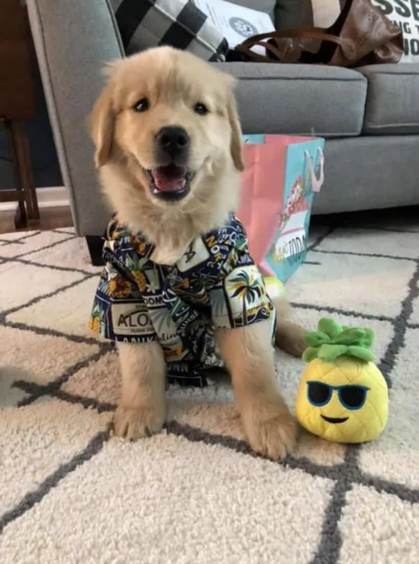 Cute dog with summer dress