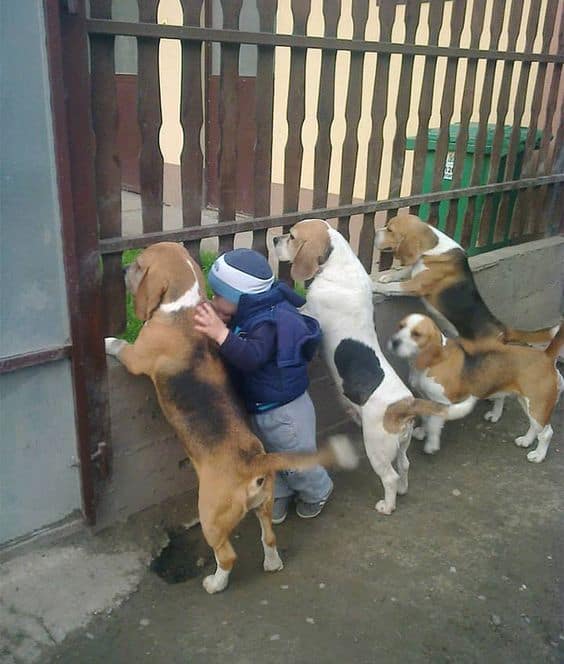 cute dogs sightseeing with a boy