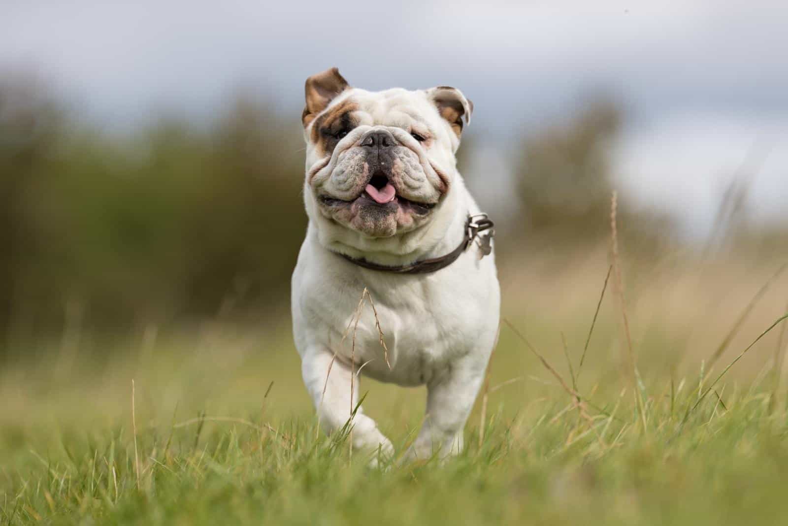 cute english bulldog