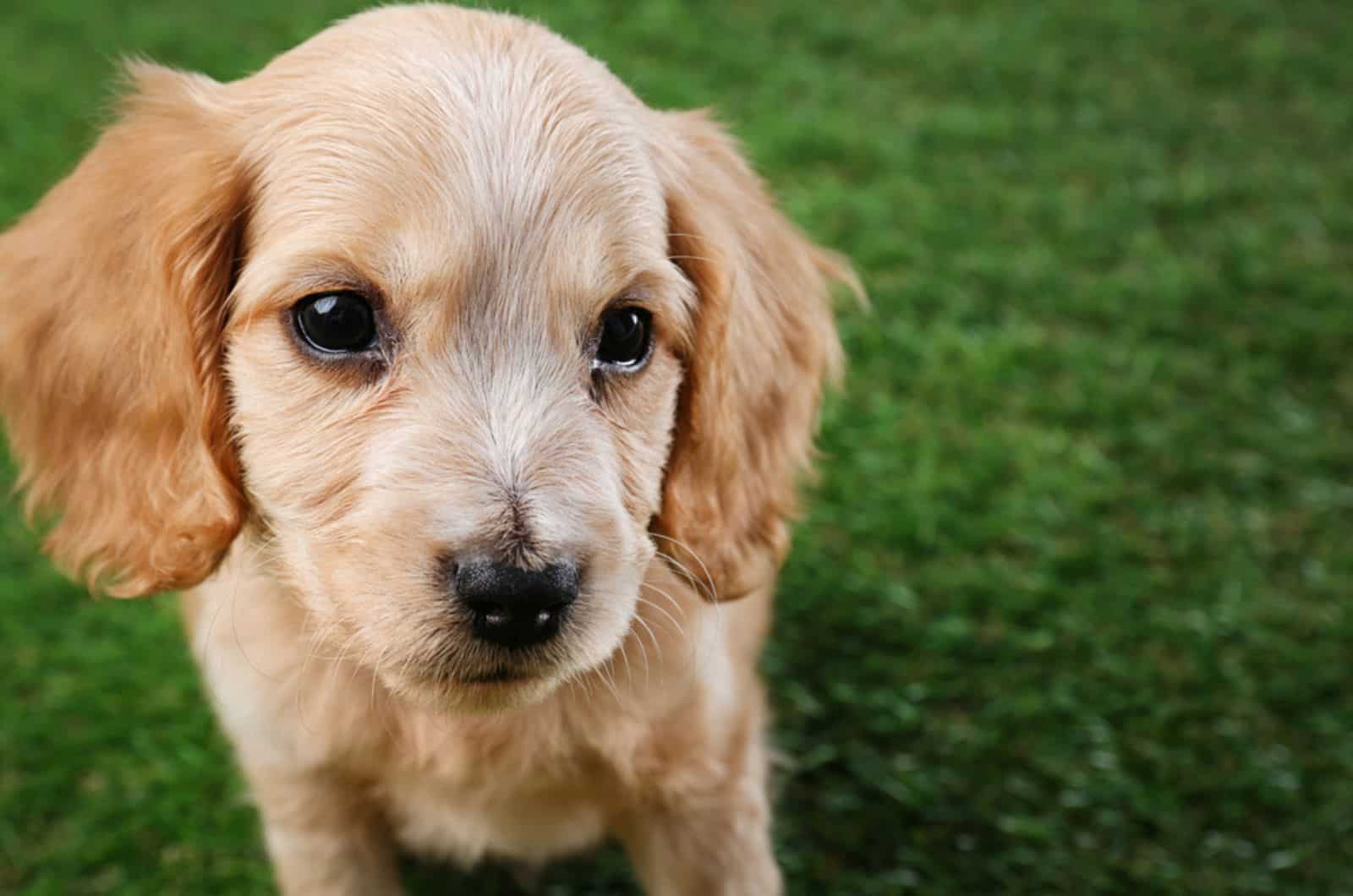 cute english cocker spaniel puppy sitting on the grass