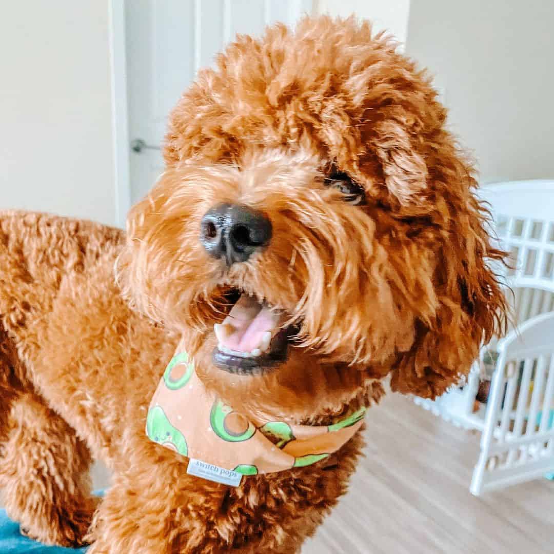 cute f1 goldendoodle at home