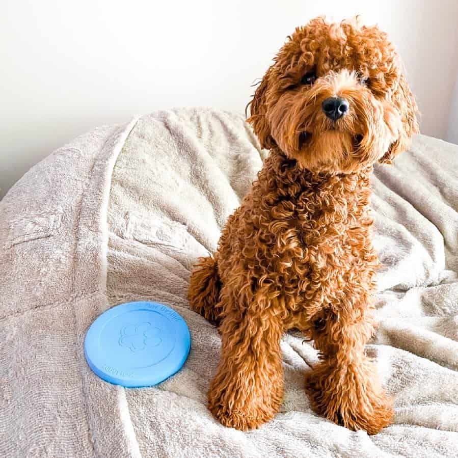 cute f1 goldendoodle in bed