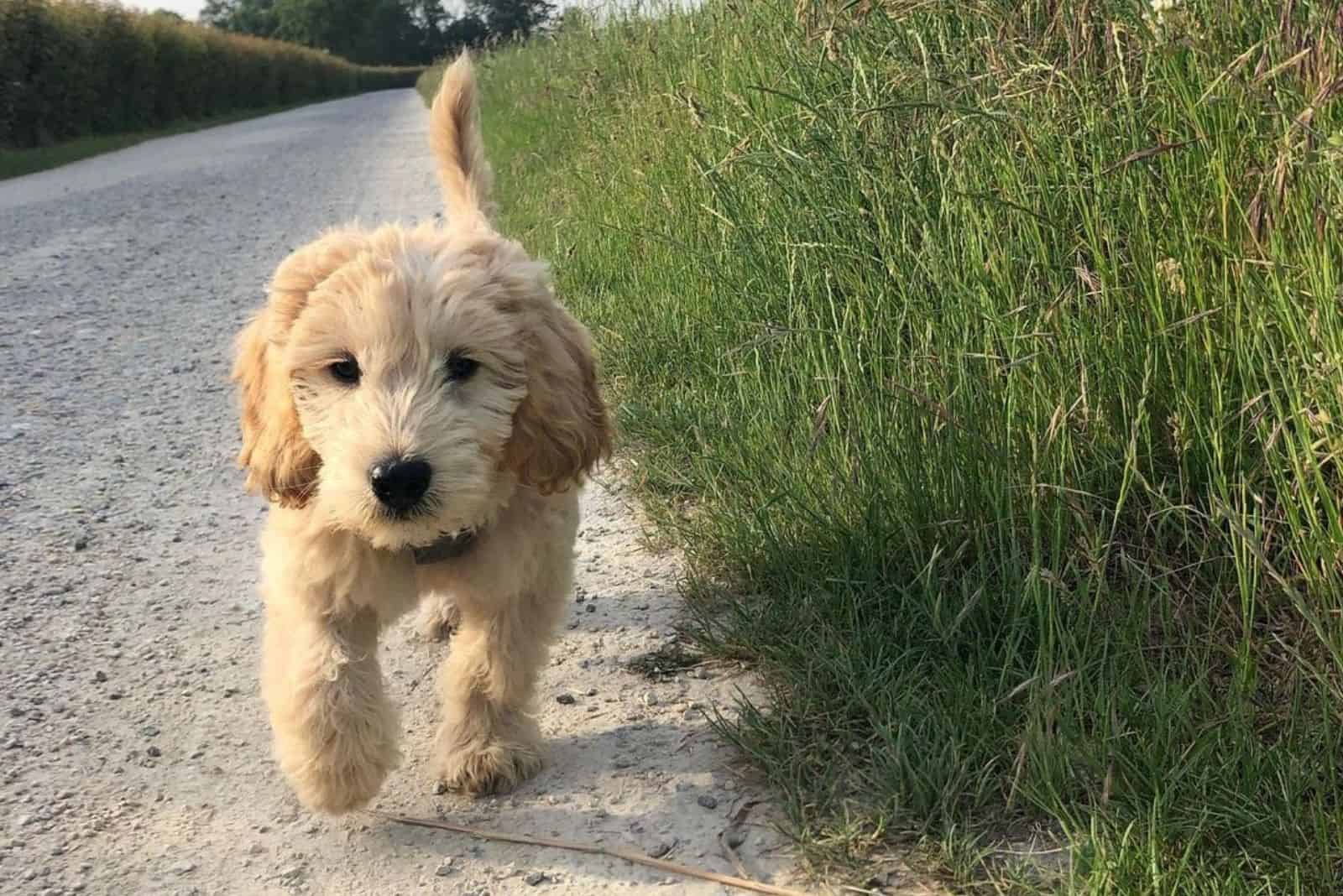 cute f1 goldendoodle