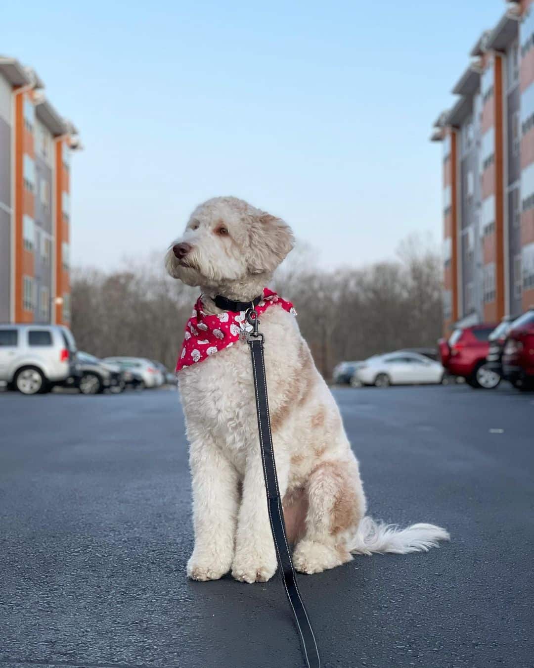 cute f1b aussiedoodle