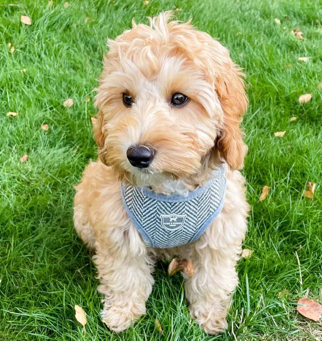 cute F1b Cockapoo sitting on the grass