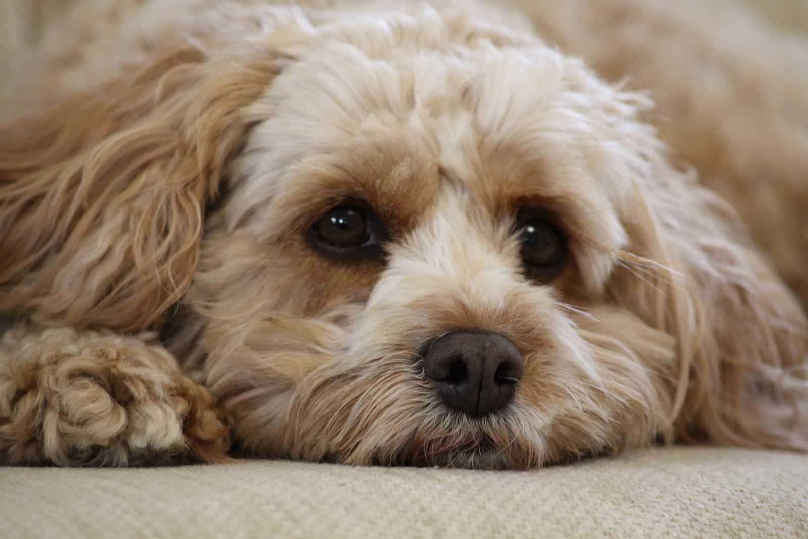 Cute fluffy cavapoo puppy lying down