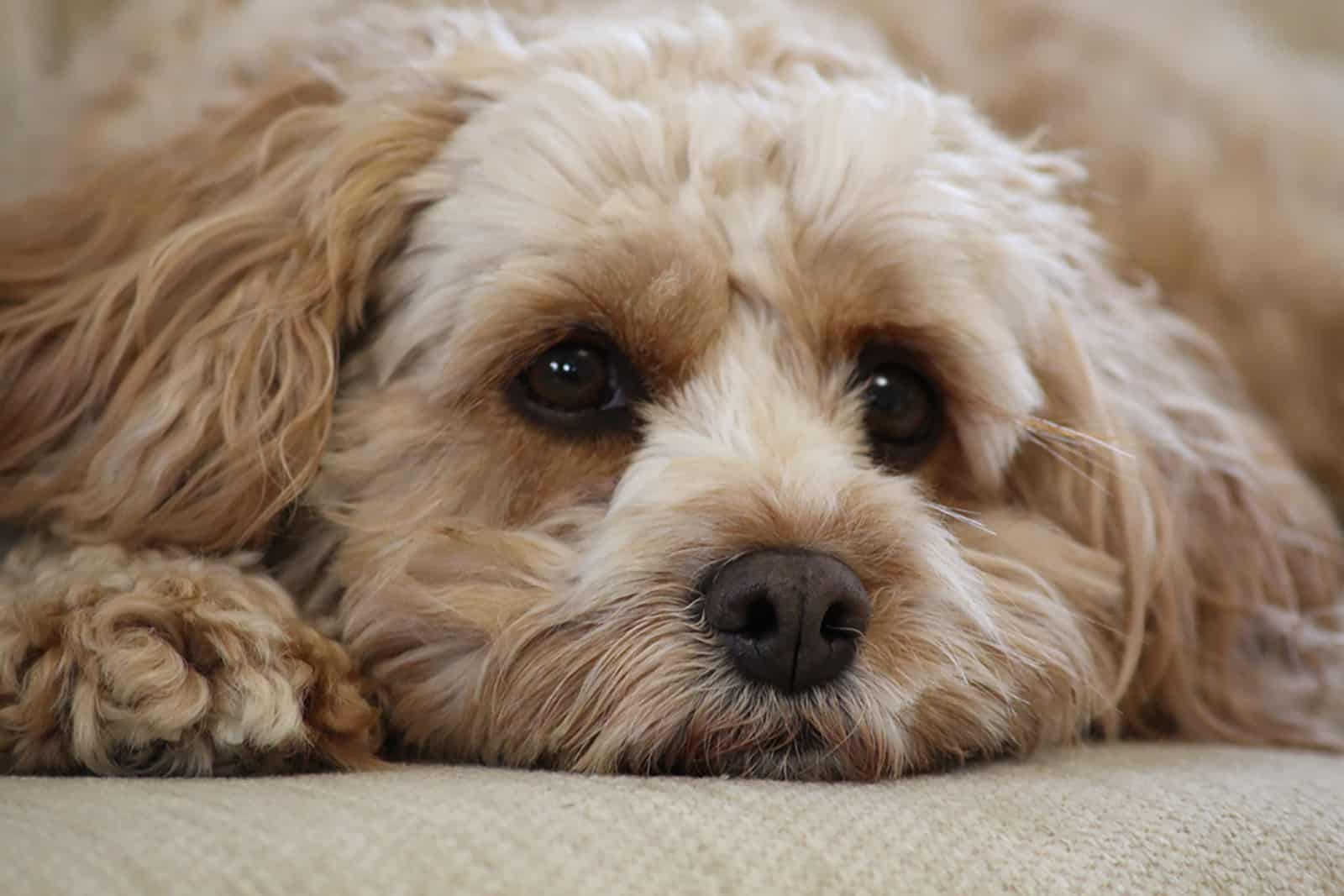 cute fluffy cavapoo puppy lying on a sofa