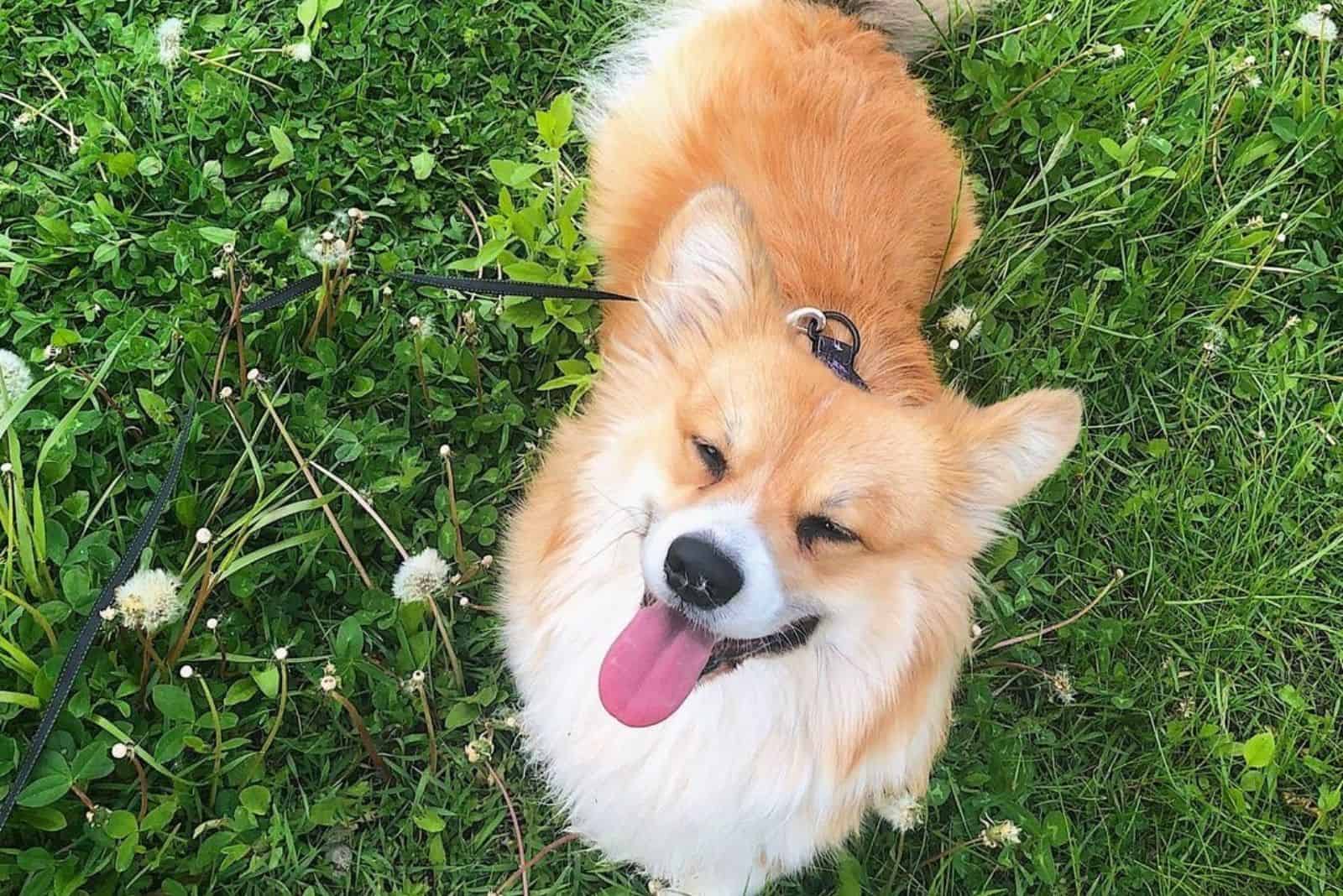 cute fluffy corgi in garden