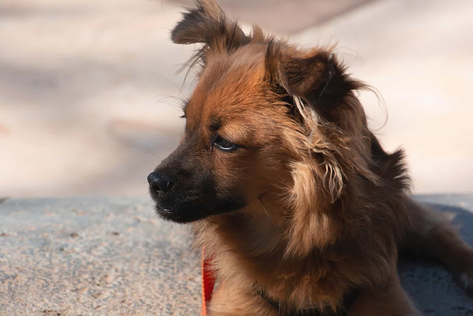 cute fluffy pomchi dog sitting outdoors