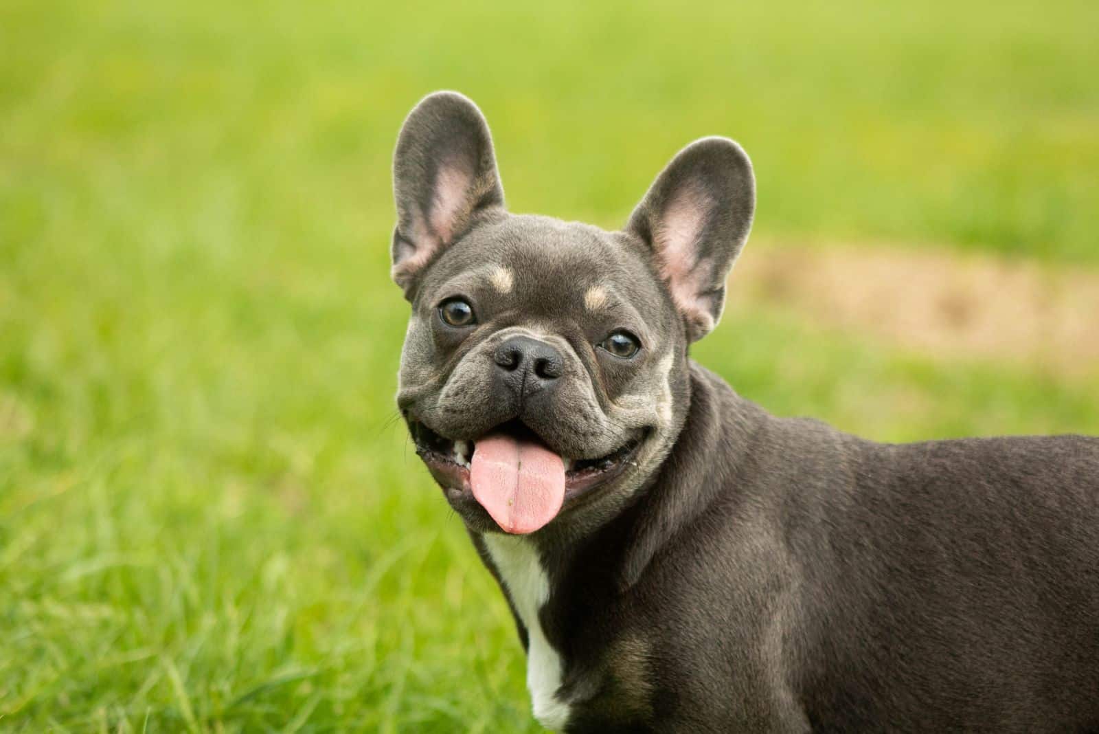 cute french bulldog