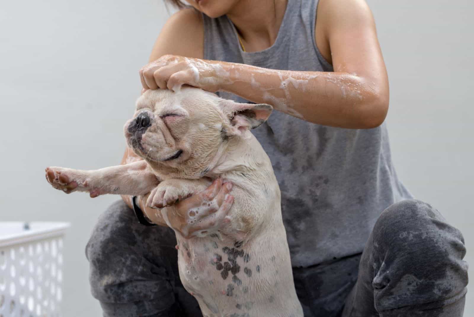 Cute french bulldog is taking a bath to clean dirty skin.