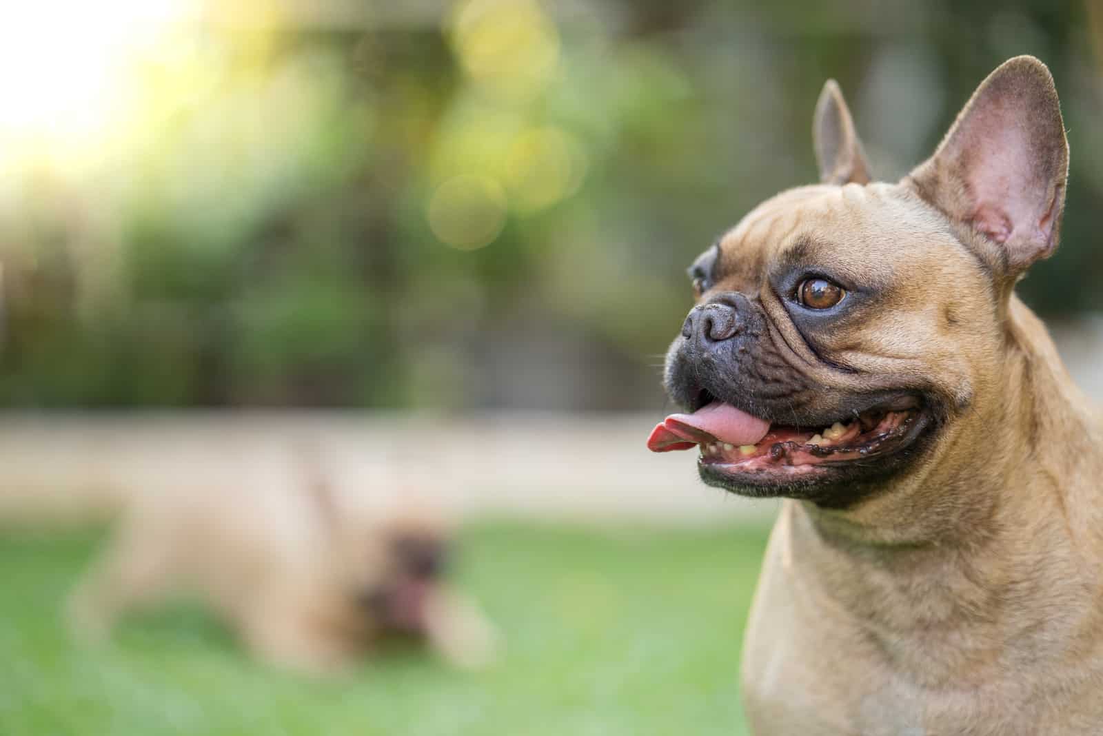 cute french bulldog standing at garden