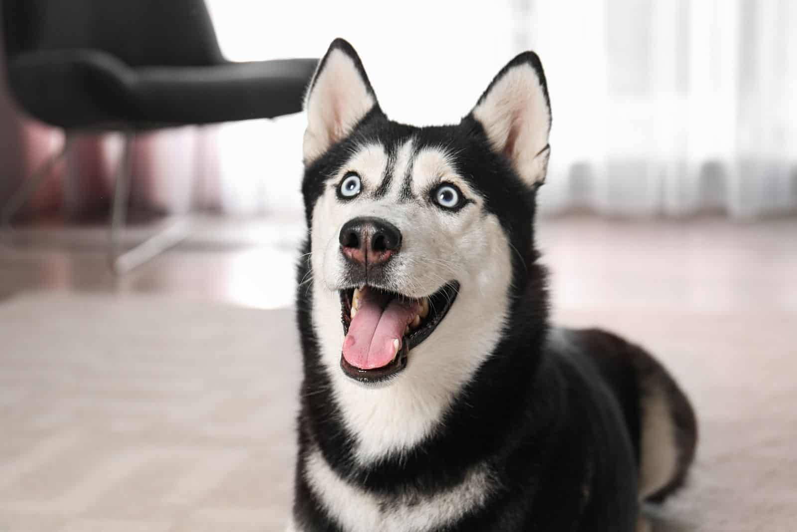 cute funny siberian husky sitting in the livingroom